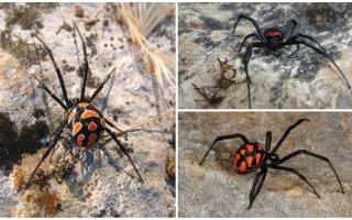 Description and photos of Kazakhstan spiders