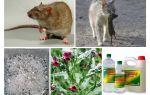 How to remove rats from the barn folk remedies