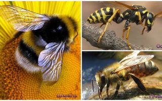 Differences of wasp, bee and bumblebee