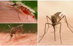 How many mosquitoes do you need to drink all the blood