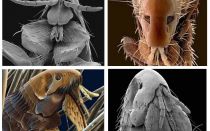 What fleas look like in the photo: their varieties and structural features