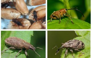 Beetle weevil and its larvae