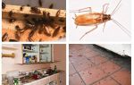 What to do if you saw a cockroach in the kitchen