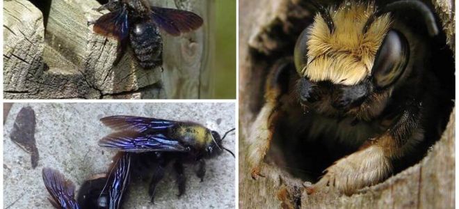 How to remove wood bees from a wooden house
