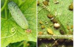 What and how to deal with aphids on cucumbers in greenhouses and open field
