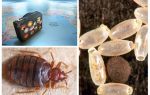 Why are bedbugs infested in an apartment or house