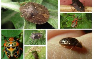 Types and varieties of bedbugs