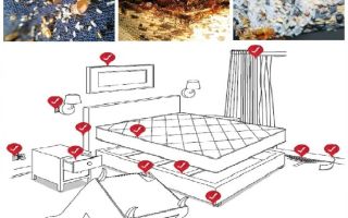 How to independently deal with bedbugs in the apartment