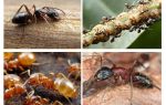 Garden ants harm and benefit
