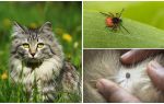 What to do and how to treat a tick in a cat or cat