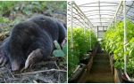 How to deal with moles in a greenhouse