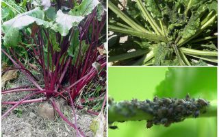 How to get rid of aphids on beets