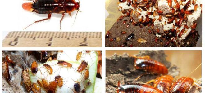Features breeding Turkmen cockroaches