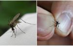 How to breed and how many mosquitoes live