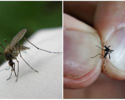 How to breed and how many mosquitoes live
