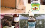 Fighting ants in a house or apartment