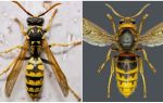 What is the difference between the hornet and the wasp