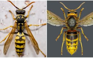 What is the difference between the hornet and the wasp