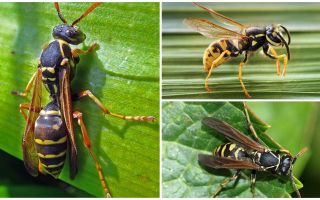 Description and photo of a paper wasp