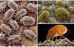 Description and photos of dust mites