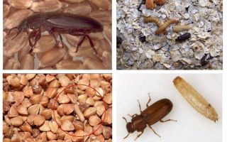 Blackflies in cereals, flour, pasta, and how to get rid of them