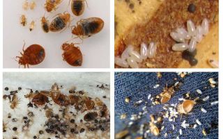 Signs of bedbugs in the apartment