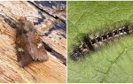 Description and photo of butterflies and caterpillars scoops how to fight