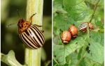 How and when did the Colorado potato beetle appear in Russia?