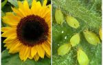 How to deal with aphids on sunflower