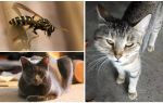 What if a cat or cat was bitten by a wasp