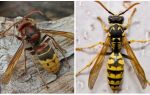 Description and photos of hornets