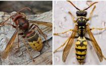 Description and photos of hornets