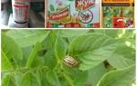 The most effective poisons and poisons from the Colorado potato beetle