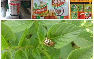 The most effective poisons and poisons from the Colorado potato beetle