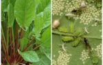 How to get rid of aphids on sorrel