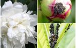 How to get rid of aphids on peonies