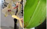 How to deal with the shield on orchids