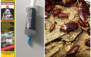 Means Dohloks from cockroaches