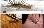 Flycatcher ordinary or home centipede