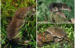 How to get rid of shrews in the area, the most effective way