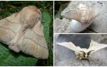 Description and photo of caterpillar and silkworm butterfly