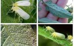 How to deal with the whitefly in the greenhouse