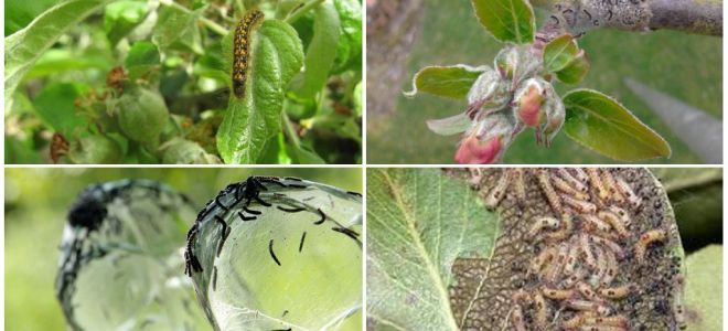 How to get rid of caterpillars on an apple tree