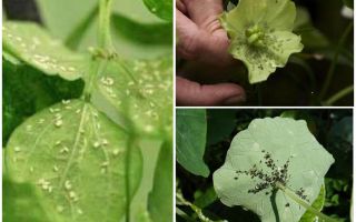 How to get rid of aphids on indoor plants at home