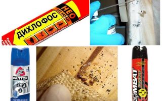 Effective means of odorless bugs in the apartment