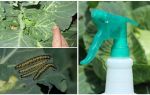 How to get rid of butterflies and cabbage caterpillars