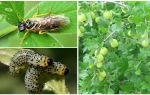 How to process gooseberries from caterpillars