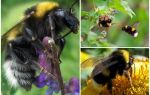 Description and photos of the garden bumblebee