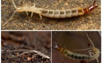 Insects dvuvostok: photos, description, than dangerous