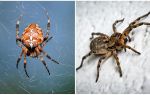 Spider is an insect or animal